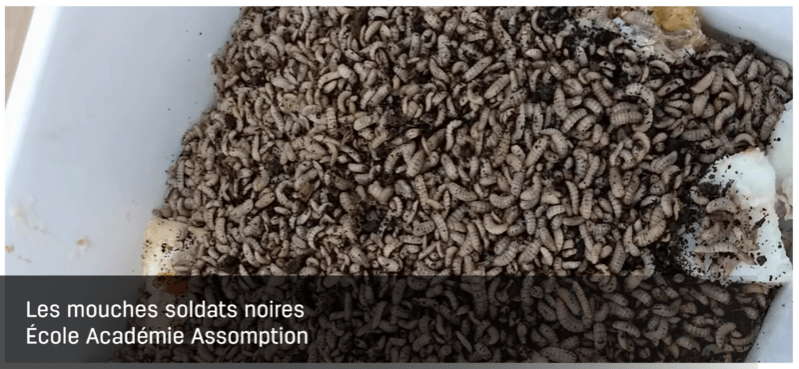 Les mouches soldats noires Image 1