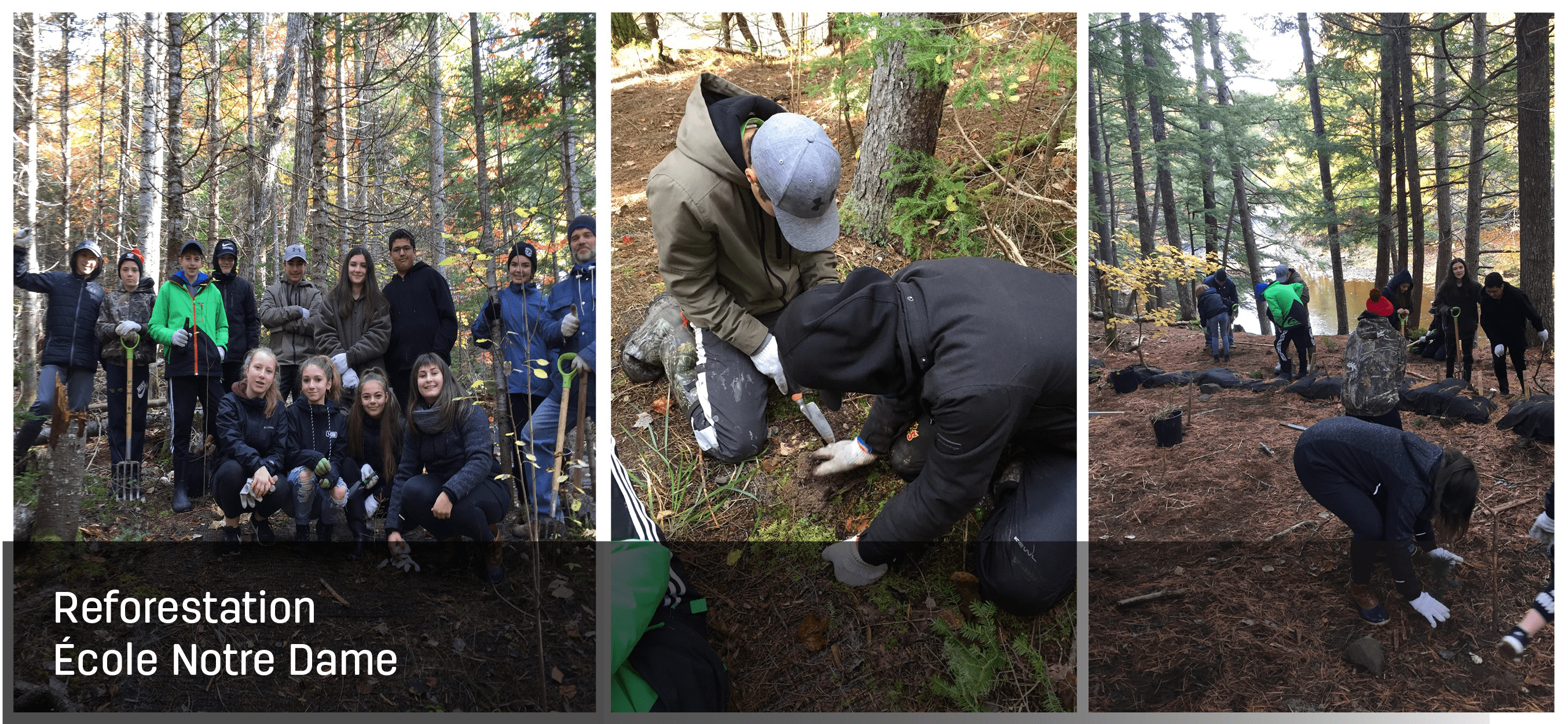 Reforestation Image 1